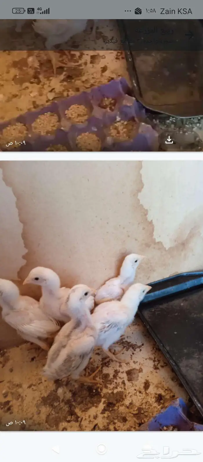 فروخ باكستاني وديوك 2