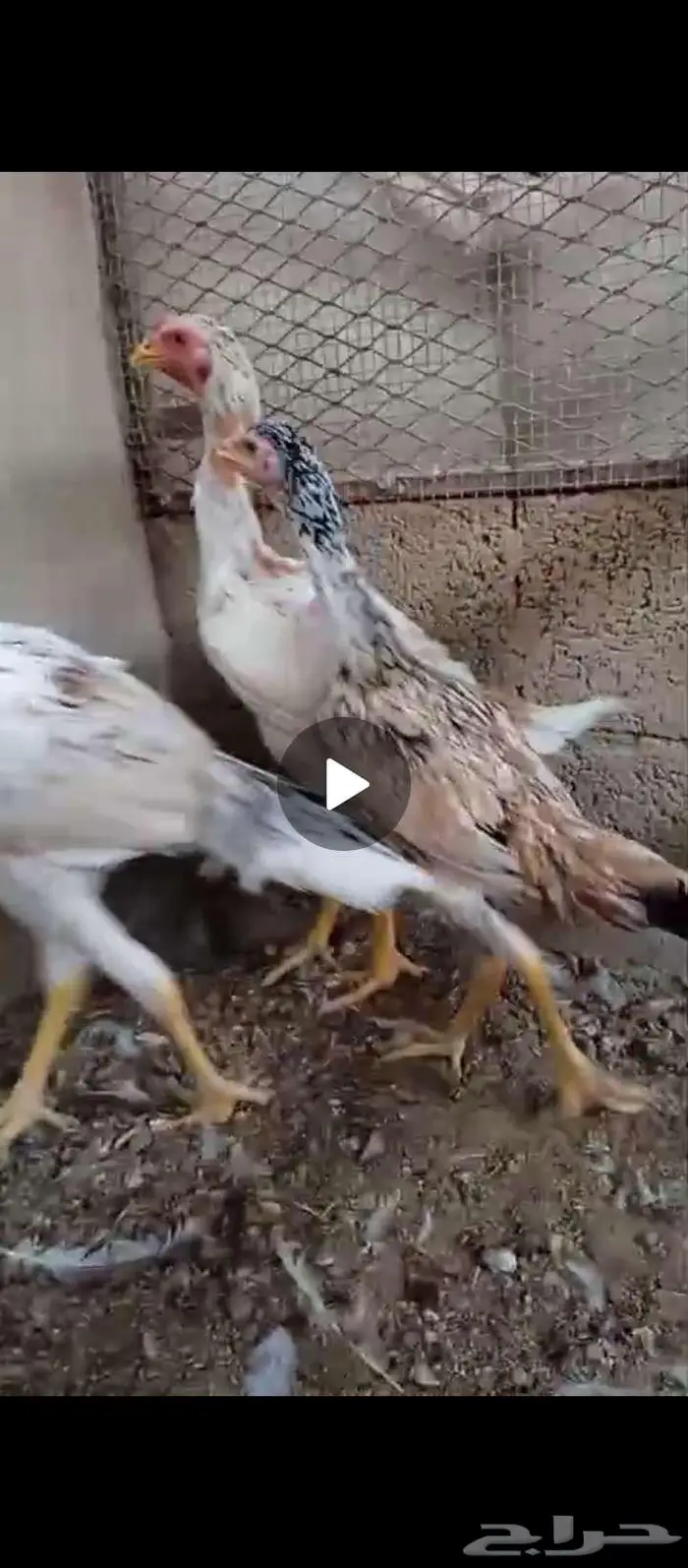 فروخ باكستاني وديوك 1