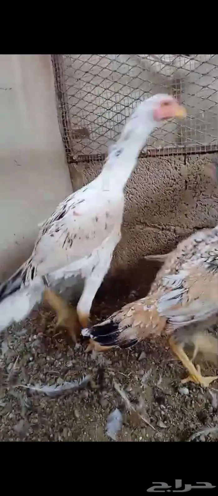 فروخ باكستاني وديوك 3