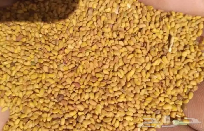 بدور برسيم 1