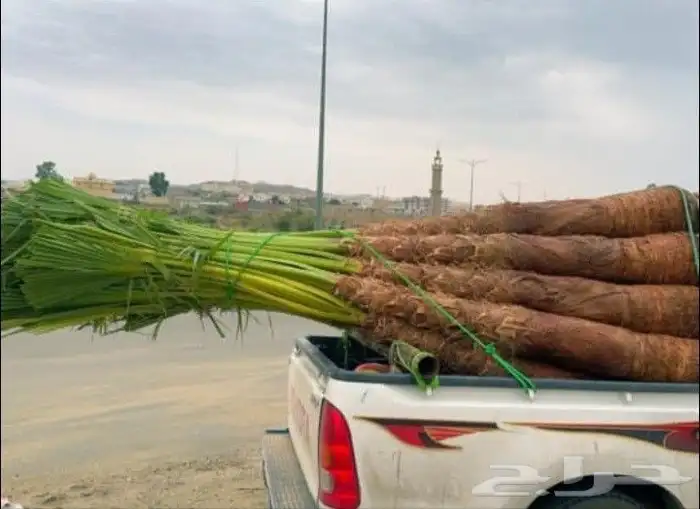 نخيل بجميع انواعه 2