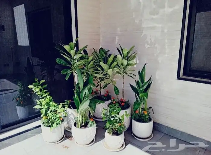 منسق حدائق وتركيب جميع شبكات الري العادي والاتمتك والدكور 11