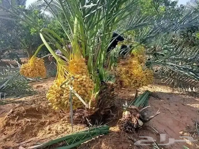 فروخ مثمرة للبيع صقعي مطوق احمر 1