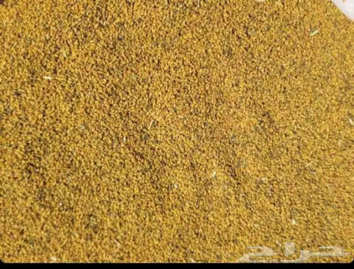 بدور برسيم 0