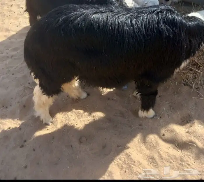 للبيع طليان جذاع 4