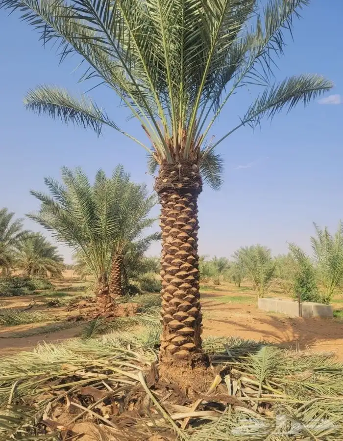 نخل نقوم بتوريد جميع انواع انخل العربي والواشنطني 0