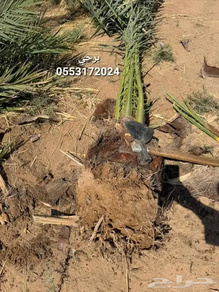 نخيل بجميع انواعه 8