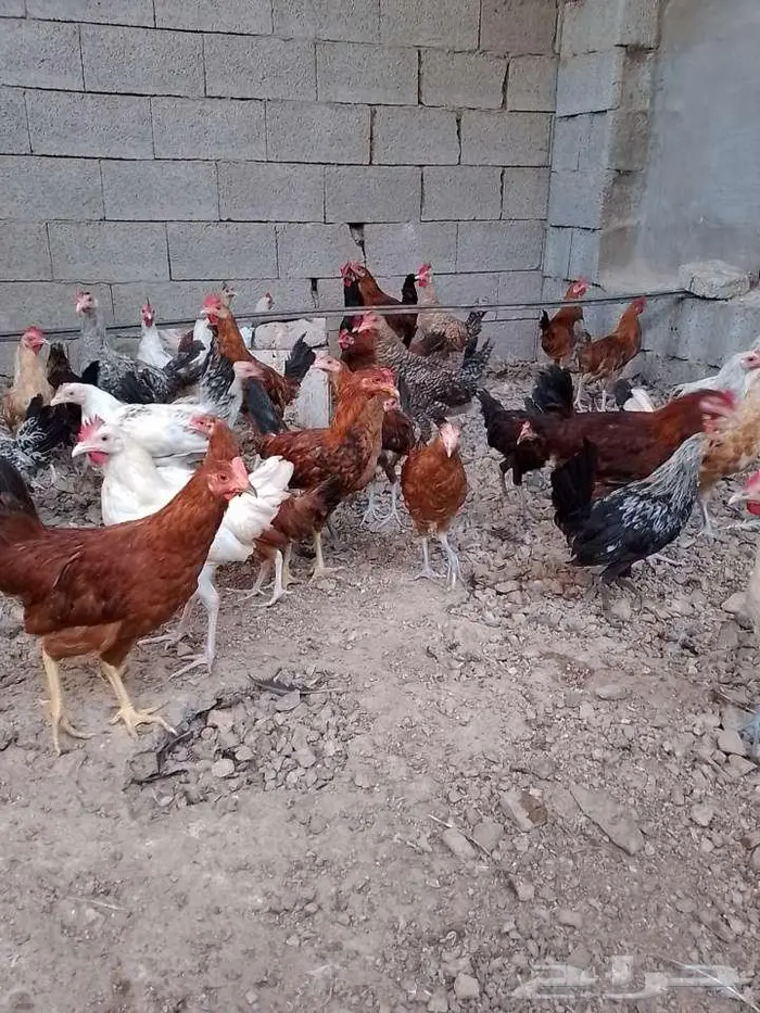 ديوك بلدي للبيع بالحرازات 0