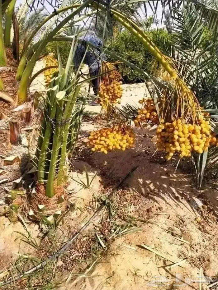 فروخ مثمرة للبيع صقعي مطوق احمر 2