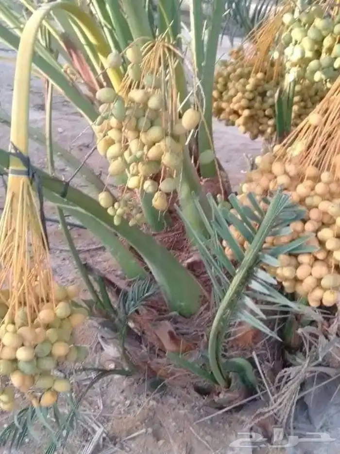 فروخ مثمرة للبيع صقعي مطوق احمر 7