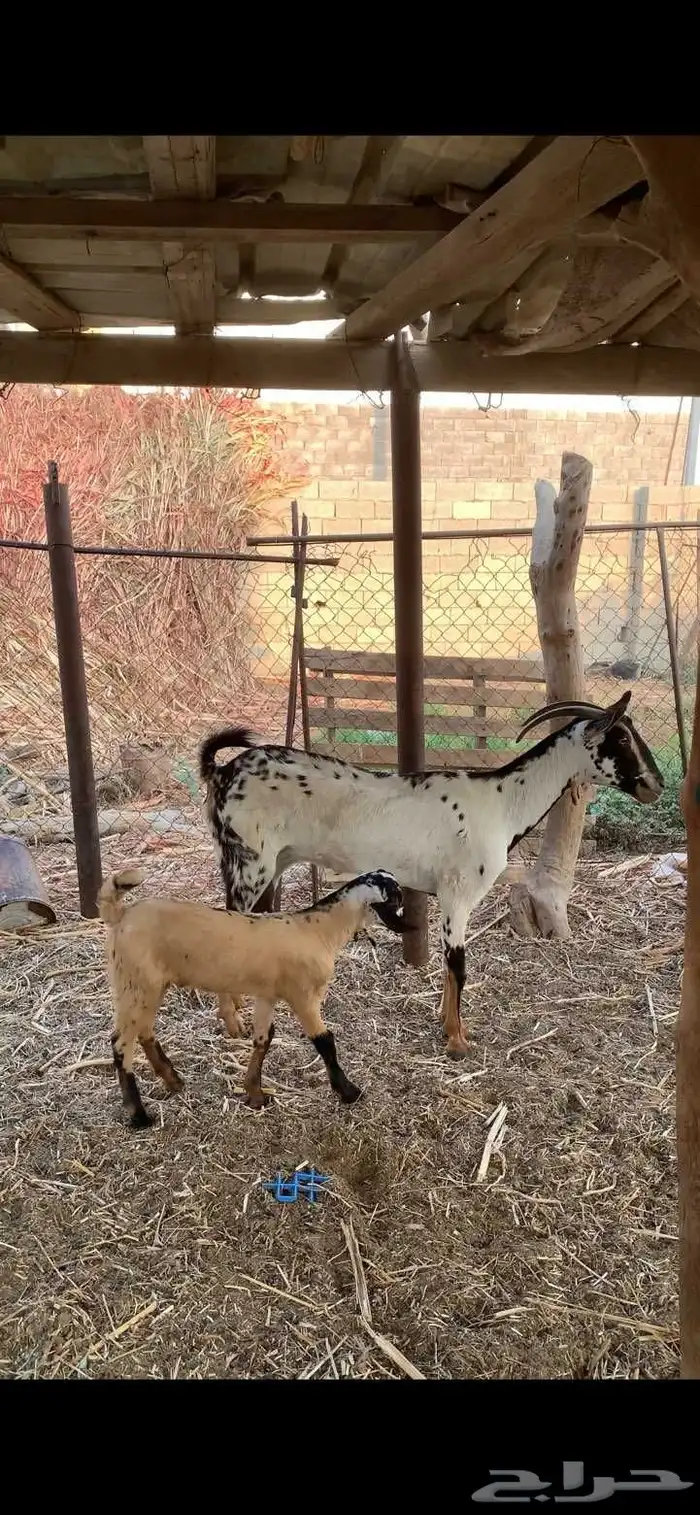 شاه بيشيه منتوجه تحتها تيس. 1