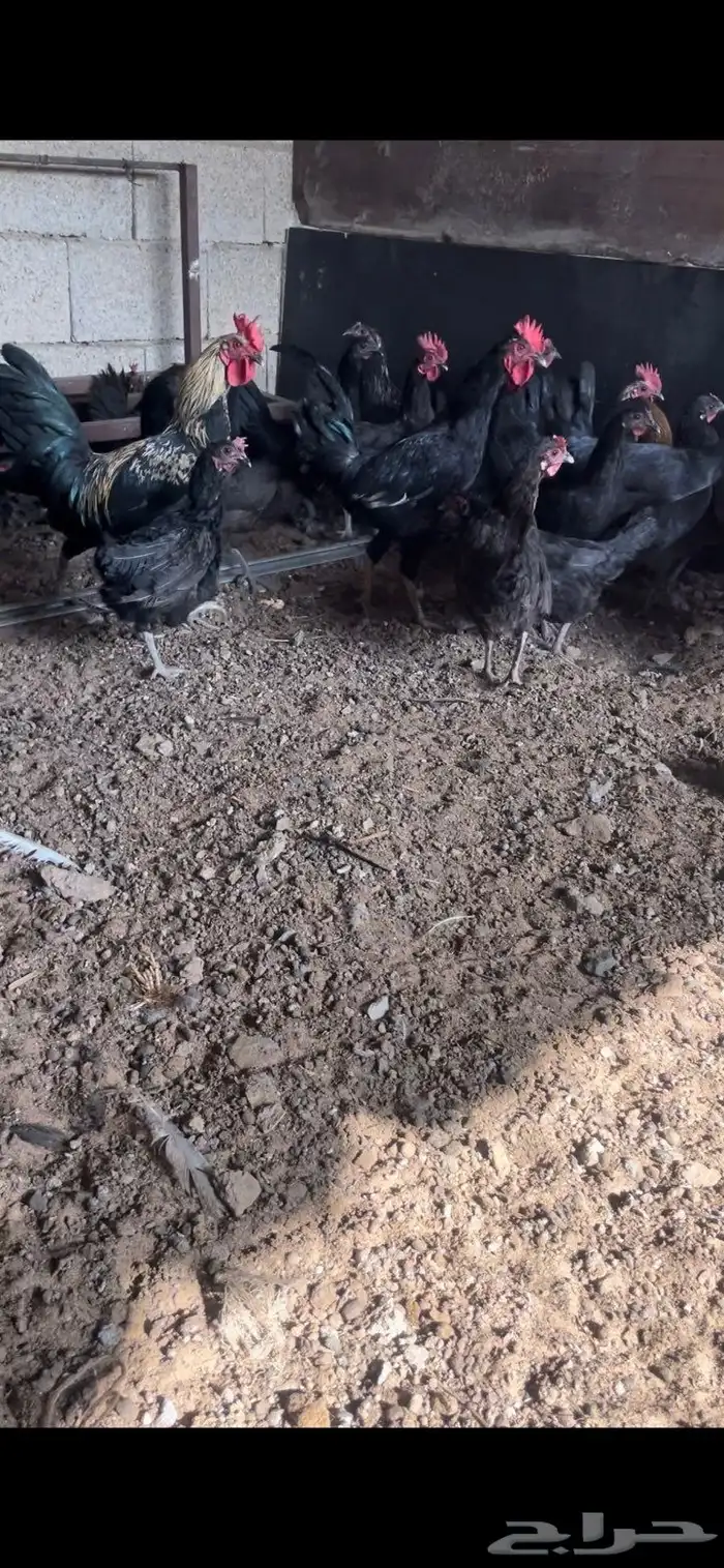 دجاج بلدي اسود بياض 2