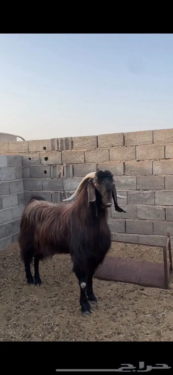 تيس قبرصي بيور ادبس فاخر منتج 0