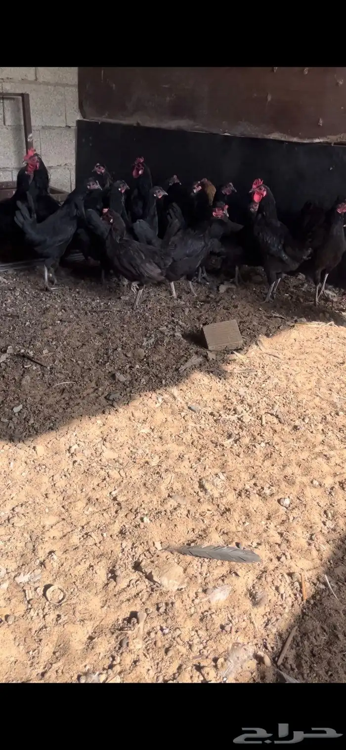 دجاج بلدي اسود بياض 1