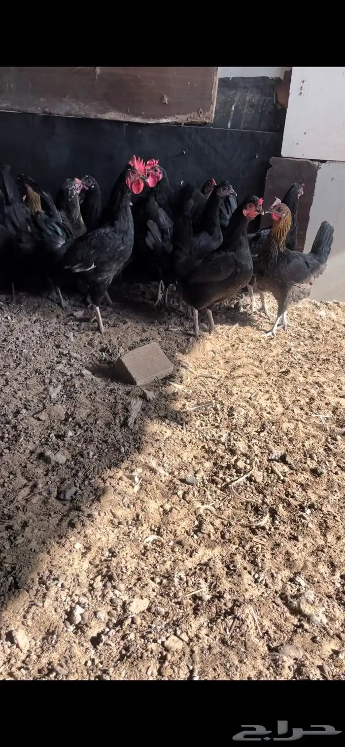 دجاج بلدي اسود بياض 0