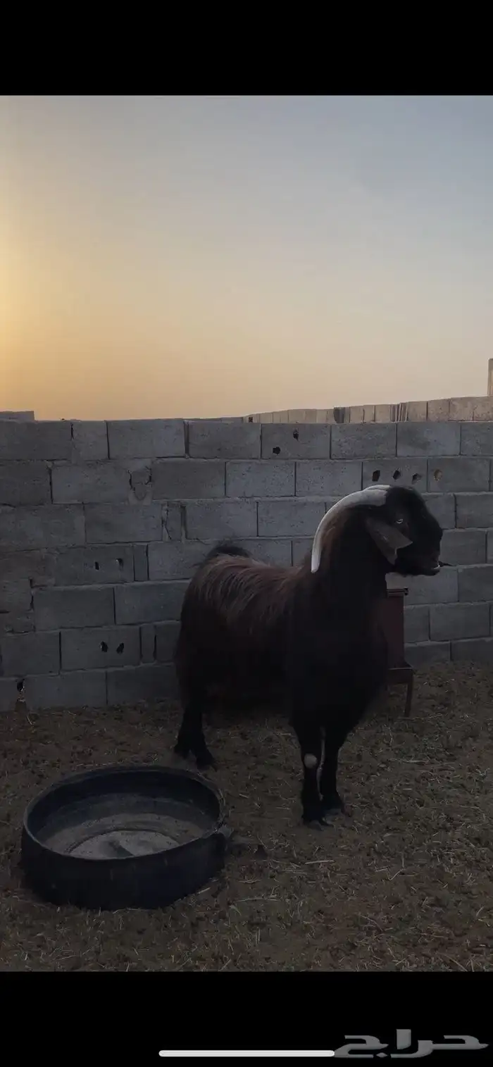 تيس قبرصي بيور ادبس فاخر منتج 2