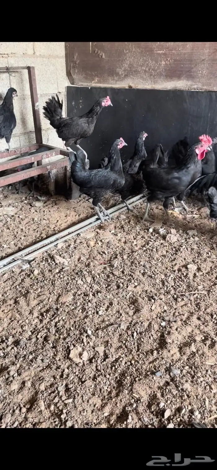 دجاج بلدي اسود بياض 3