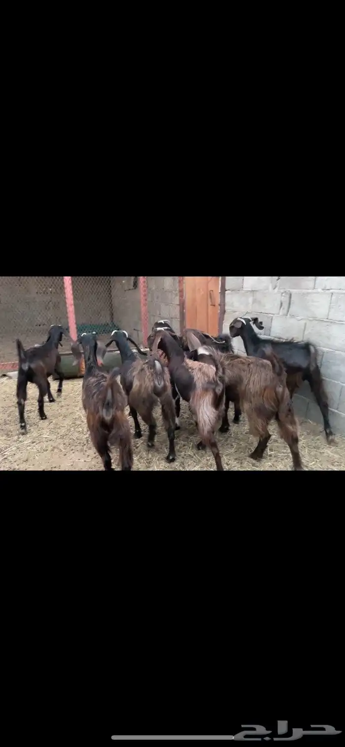 تيس قبرصي بيور ادبس فاخر منتج 3