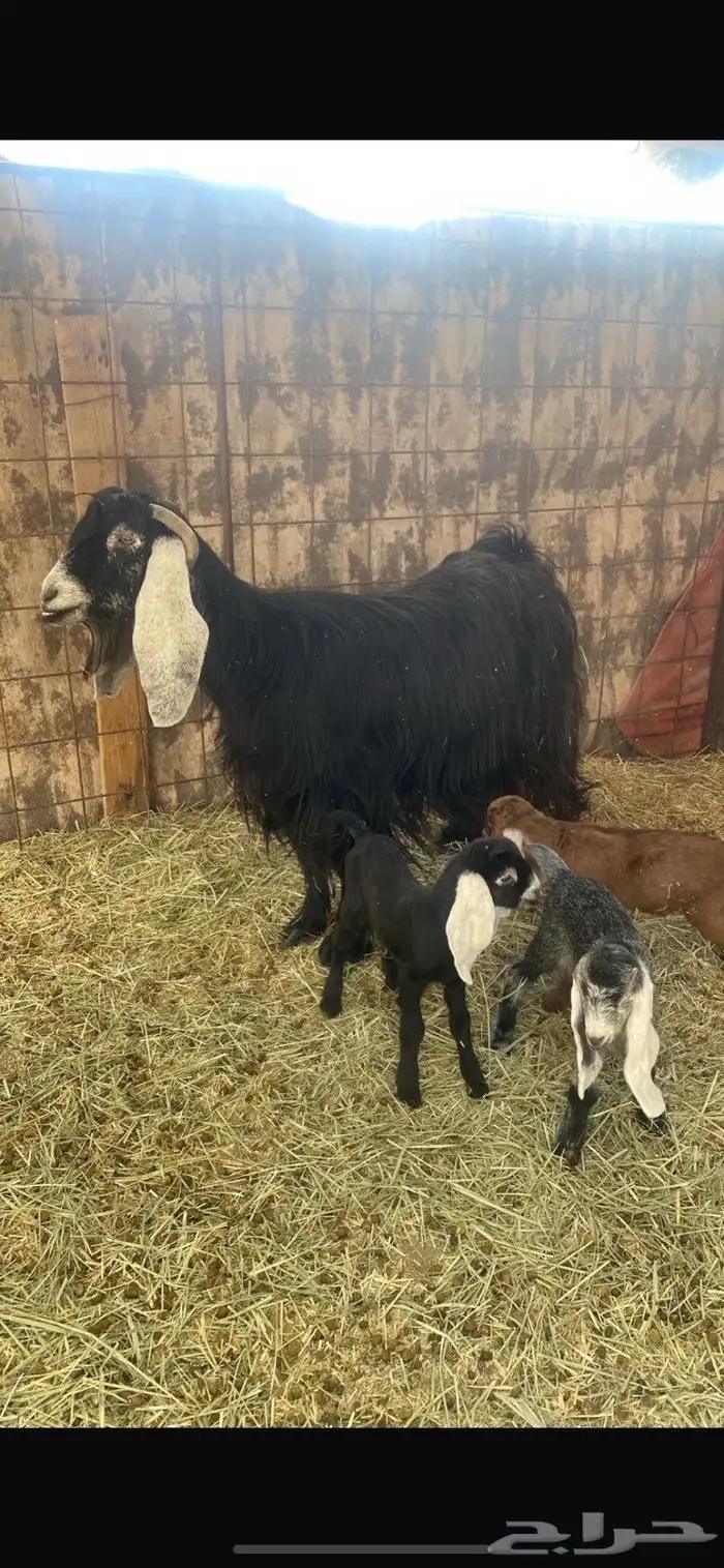 للبيع عنز يتبعها ثلاثه 3