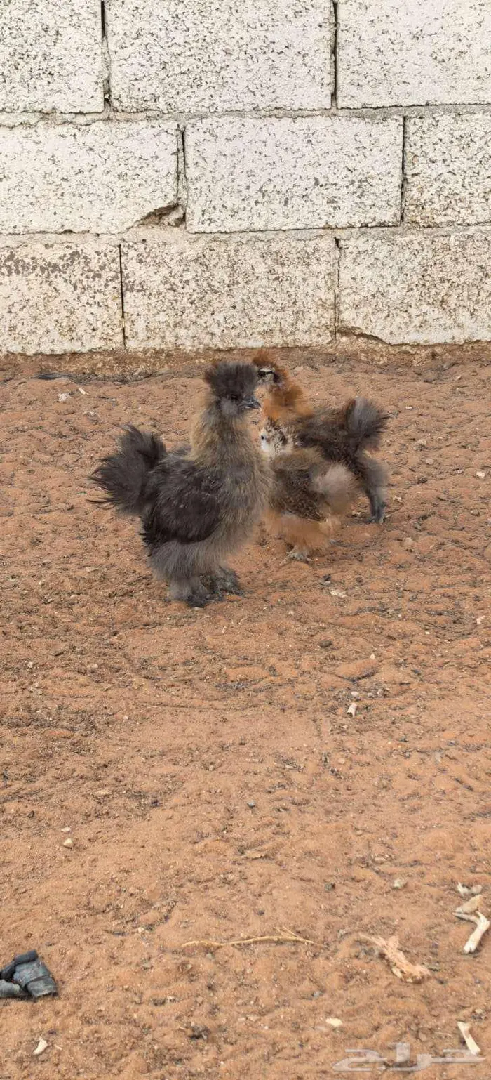 صوص قطني للبيع 1