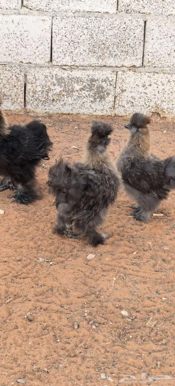 صوص قطني للبيع 0