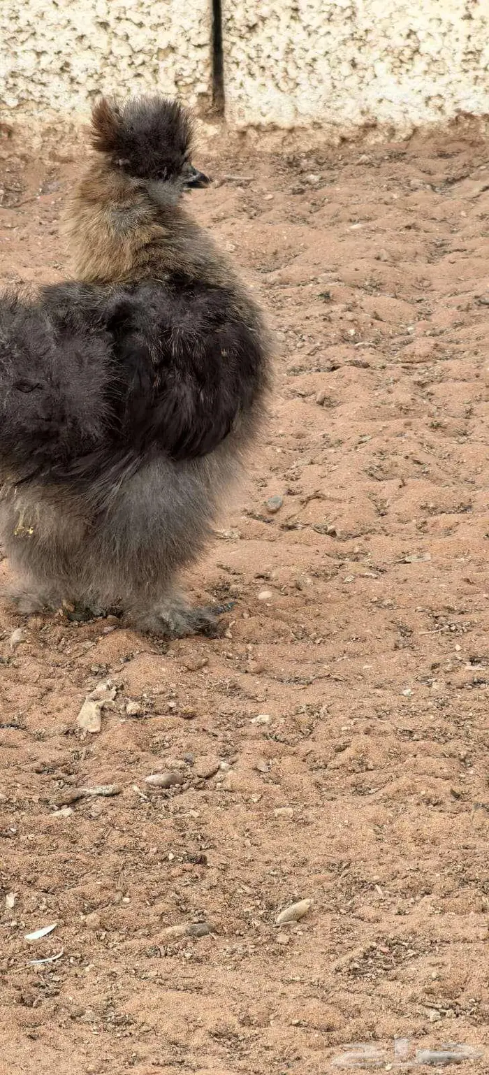 صوص قطني للبيع 2