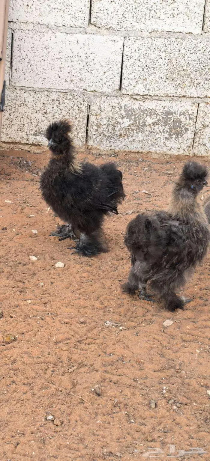 صوص قطني للبيع 5