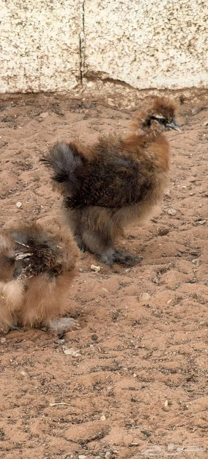 صوص قطني للبيع 3