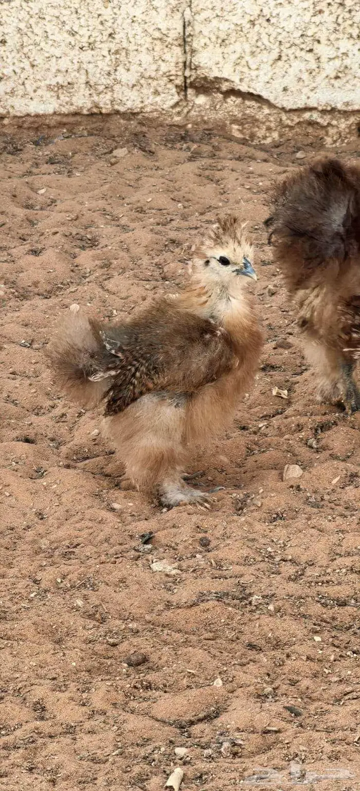 صوص قطني للبيع 4