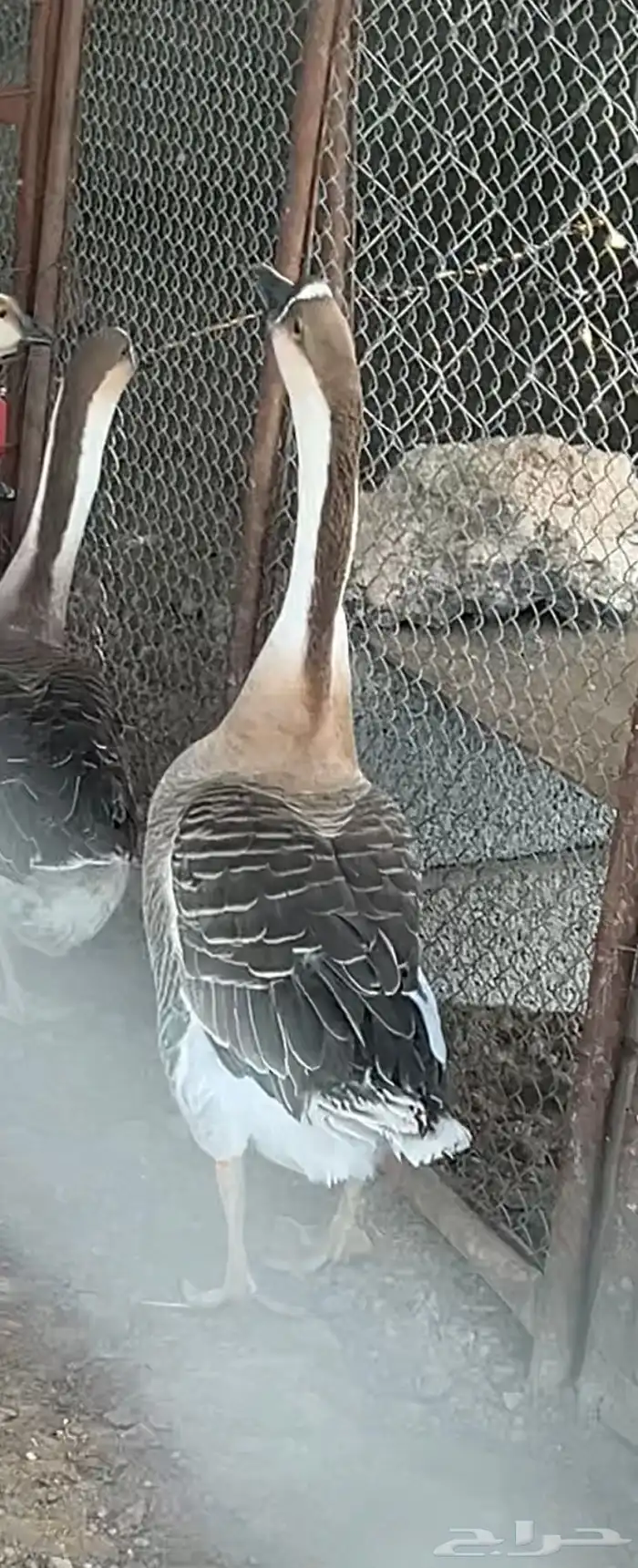 للبيع ديوك رومي و كوشن و وز عراقي 1