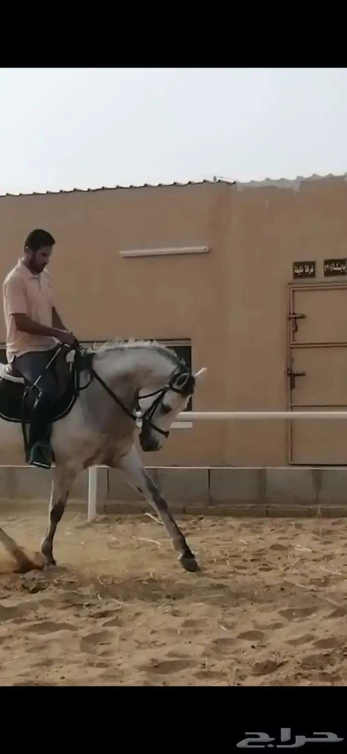 مدرب دريساج وقفز الحواجز 1