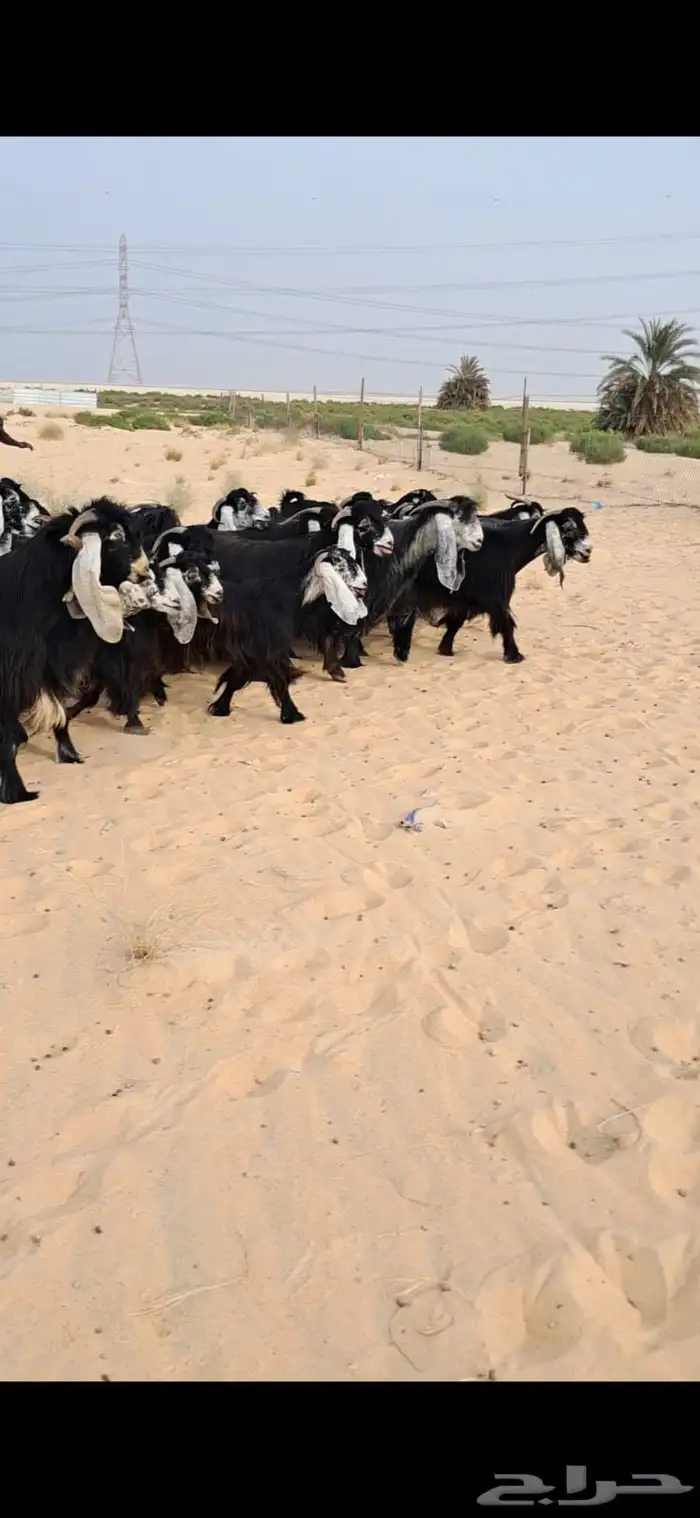 للبيع مراح معزا عواارض فواااخر العدد 24بالفحل معزا شعره وجرو 9