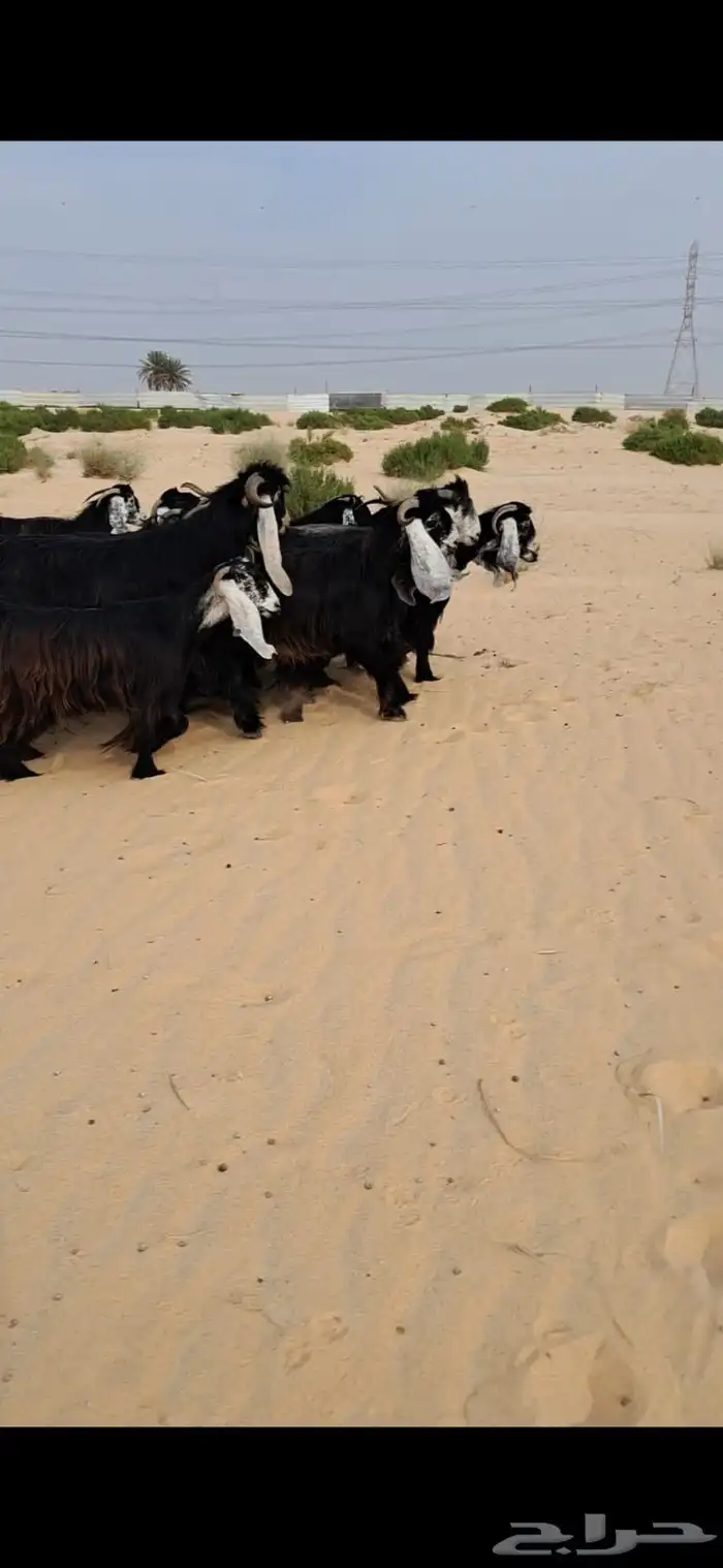 للبيع مراح معزا عواارض فواااخر العدد 24بالفحل معزا شعره وجرو 1