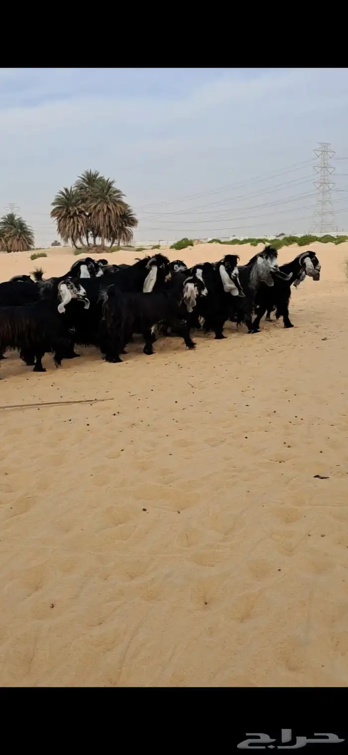 للبيع مراح معزا عواارض فواااخر العدد 24بالفحل معزا شعره وجرو 6