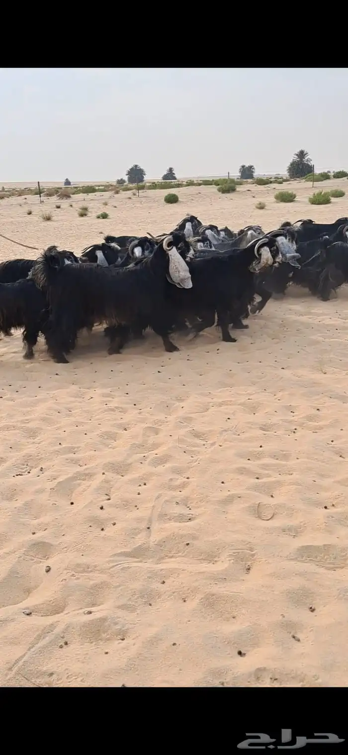 للبيع مراح معزا عواارض فواااخر العدد 24بالفحل معزا شعره وجرو 3