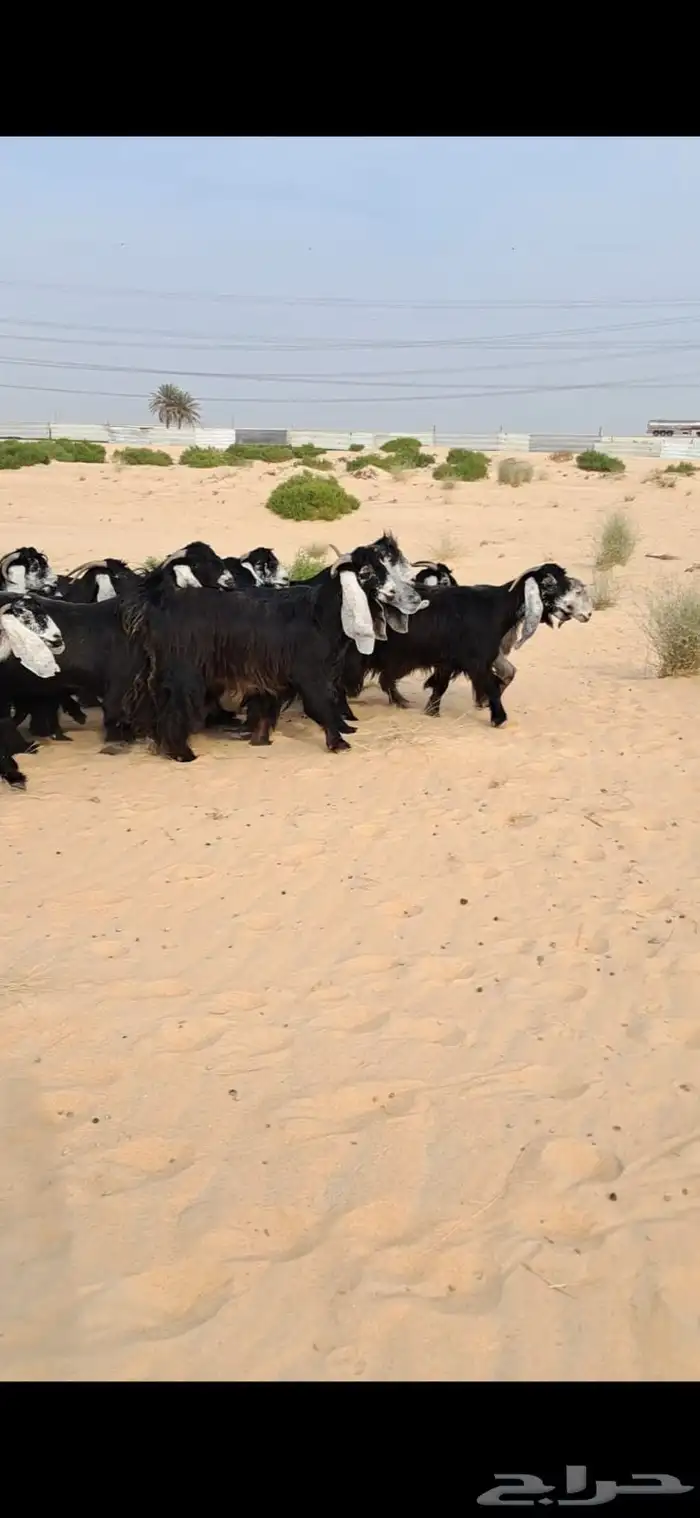 للبيع مراح معزا عواارض فواااخر العدد 24بالفحل معزا شعره وجرو 2