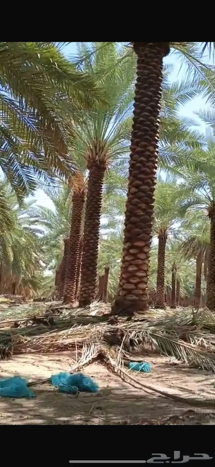 توريد وترحيل النخيل جميع مناطق مملكه 0