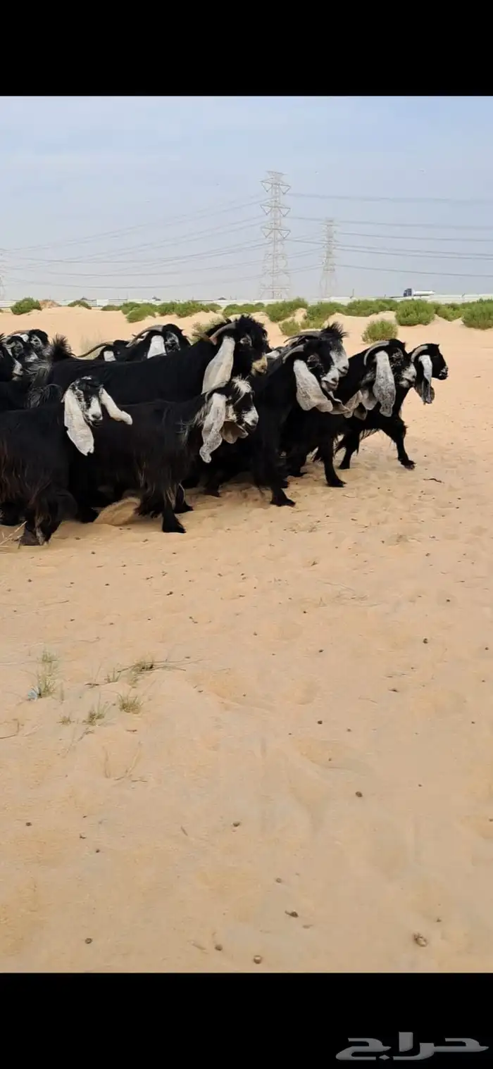 للبيع مراح معزا عواارض فواااخر العدد 24بالفحل معزا شعره وجرو 7