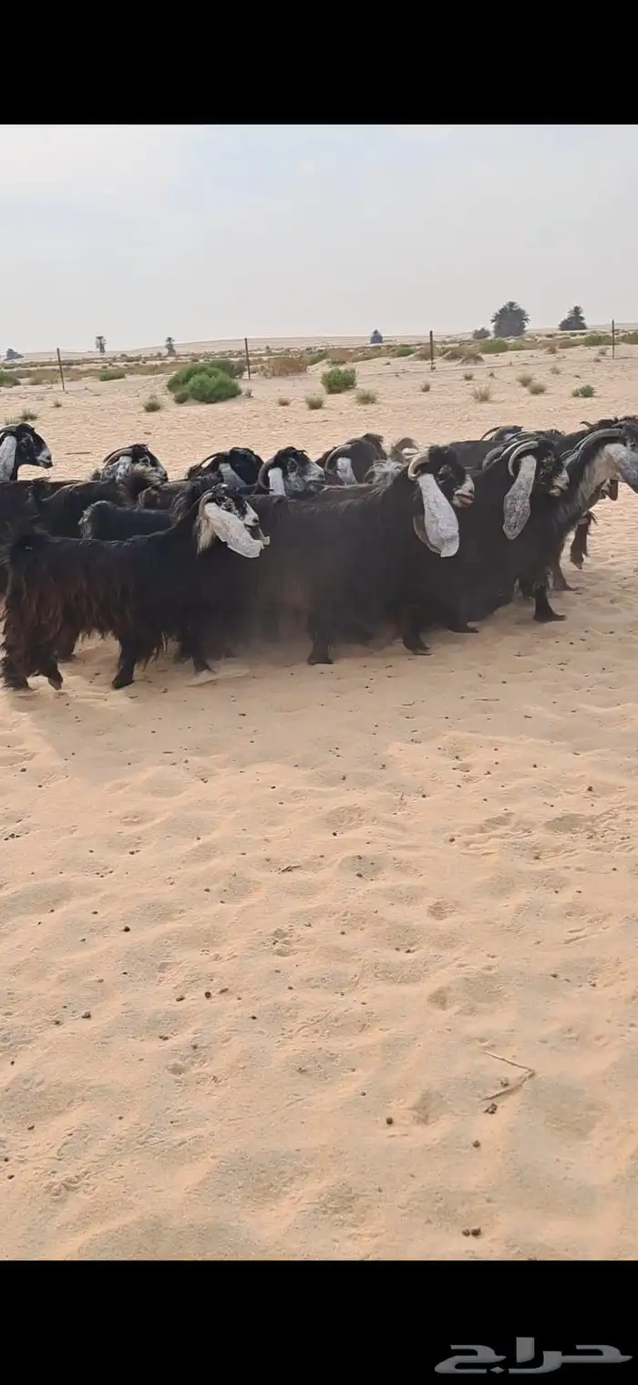 للبيع مراح معزا عواارض فواااخر العدد 24بالفحل معزا شعره وجرو 0