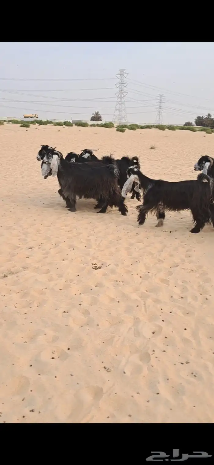 للبيع مراح معزا عواارض فواااخر العدد 24بالفحل معزا شعره وجرو 5