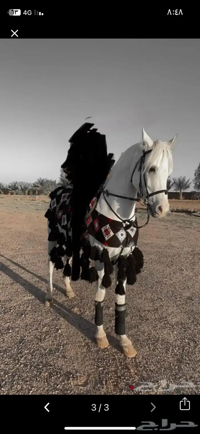 جلال خيل وزينة خيل 1