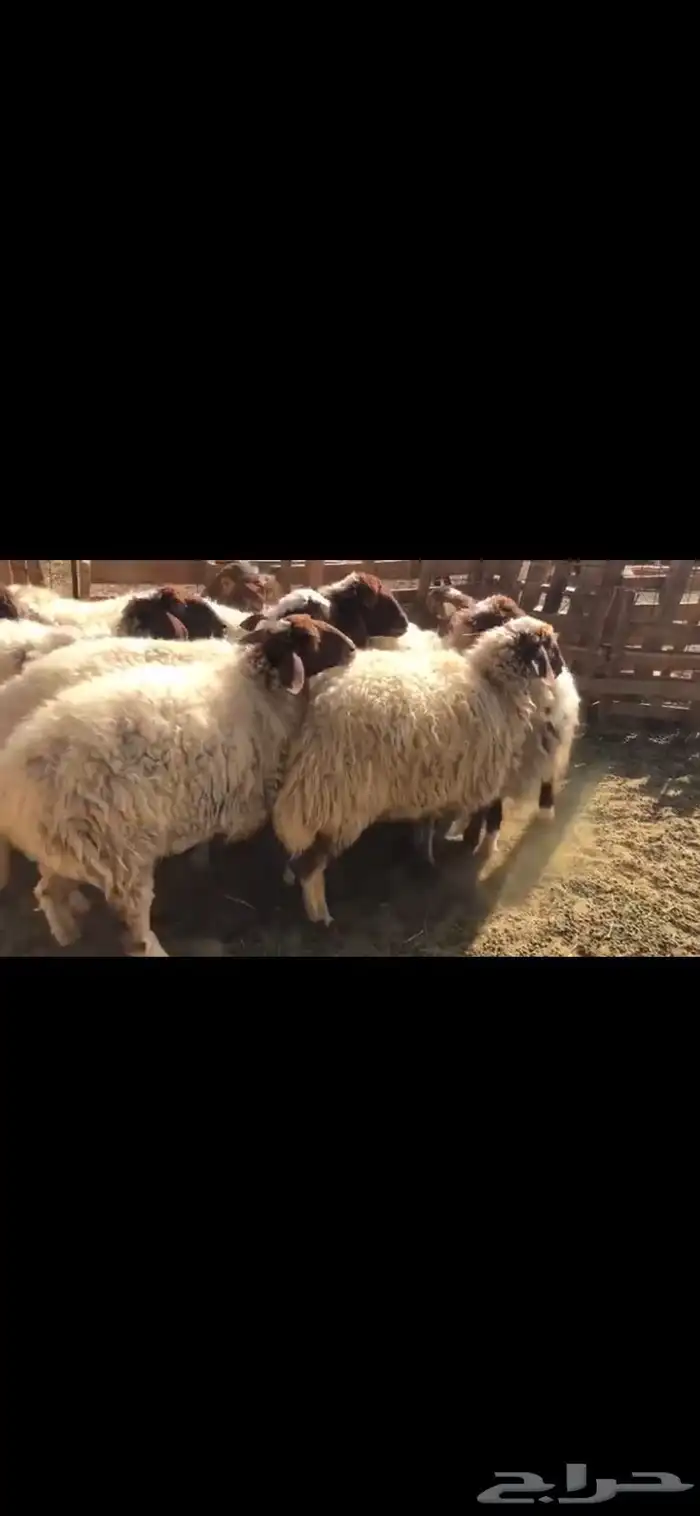 11 راس نعيم ثنوات 0