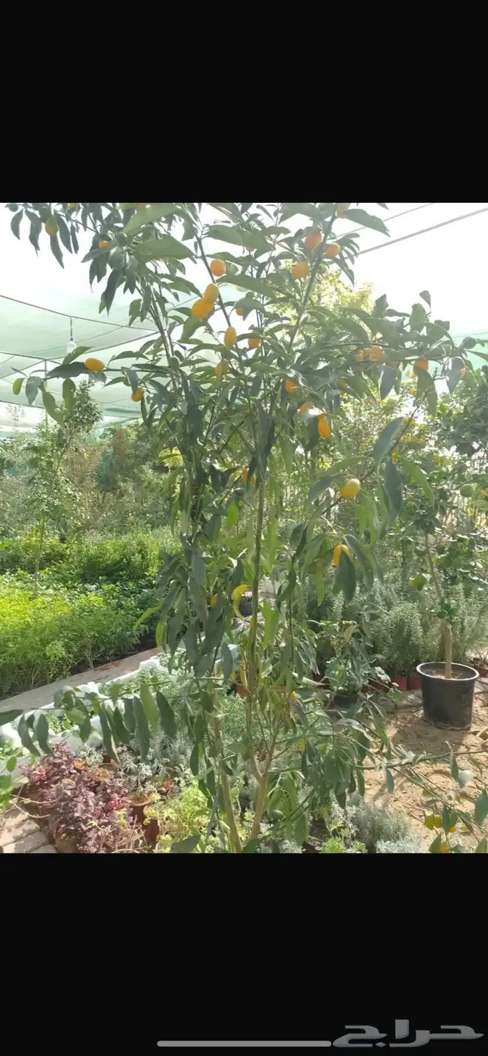 مصطفى بيع جميع انواع النخل والشجر والعشيب والورد والزهر وقص 8