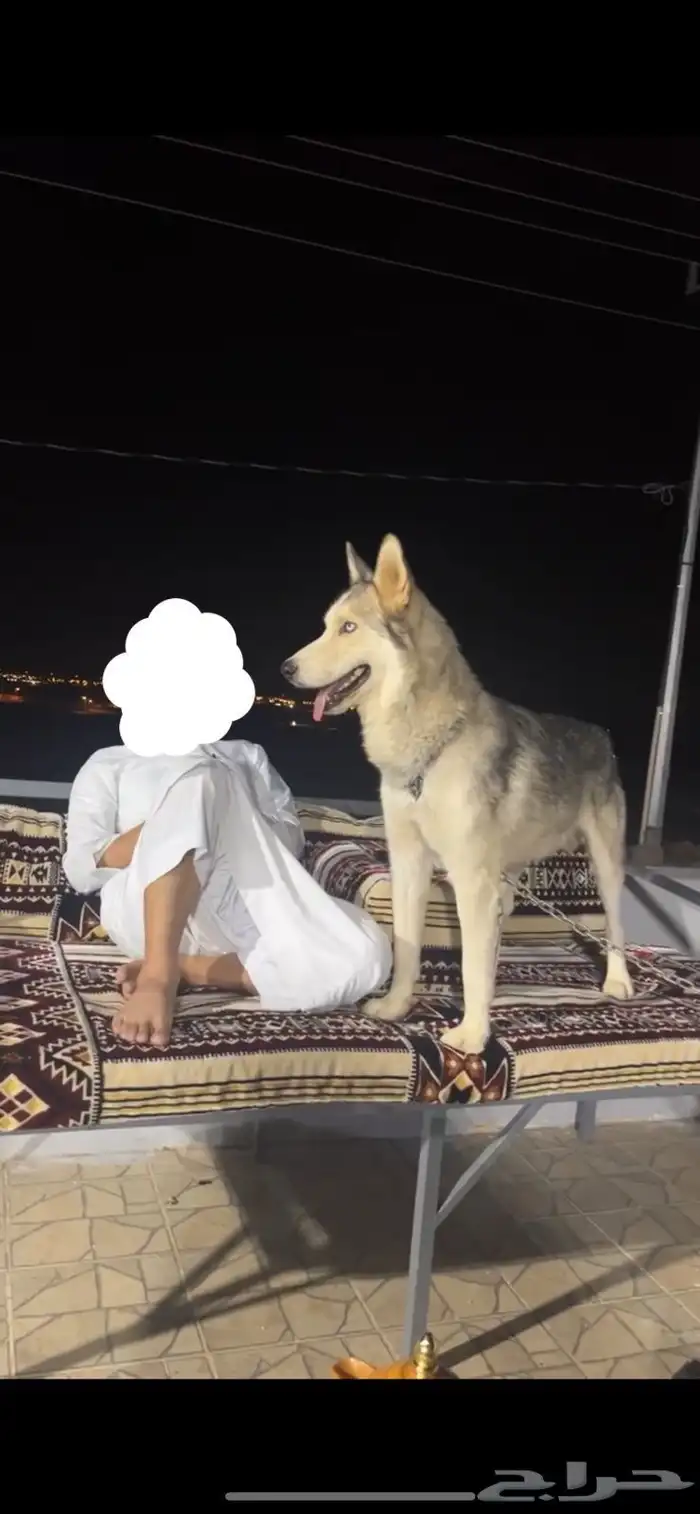 كلب هاسكي حراسه 2