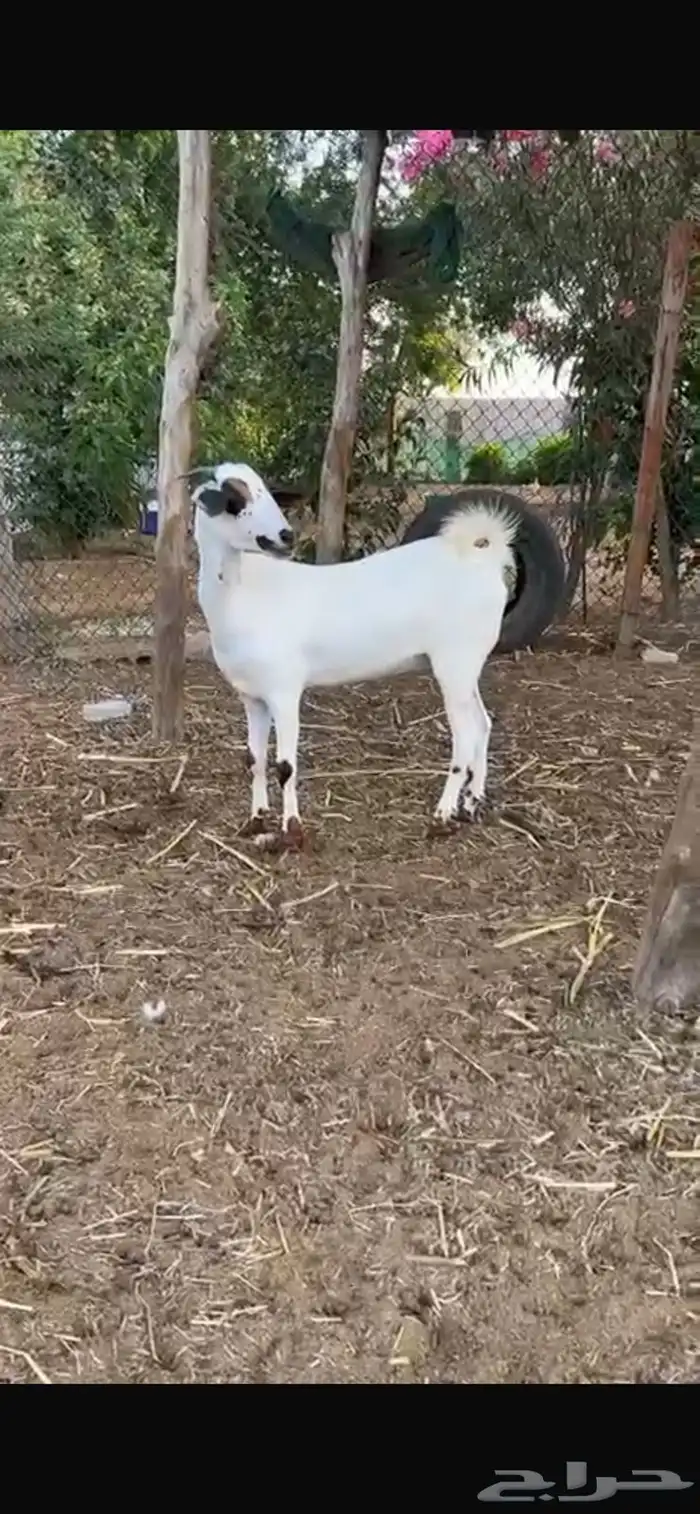 عنز بيشيه فاخره ) العمر 7 شهور 0