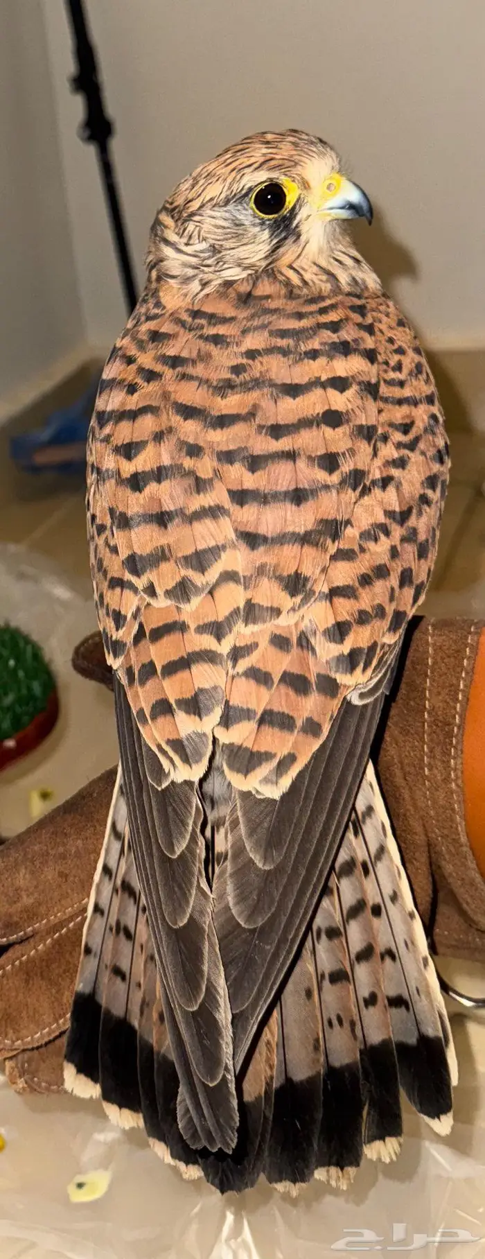 بأشق للبيع 0