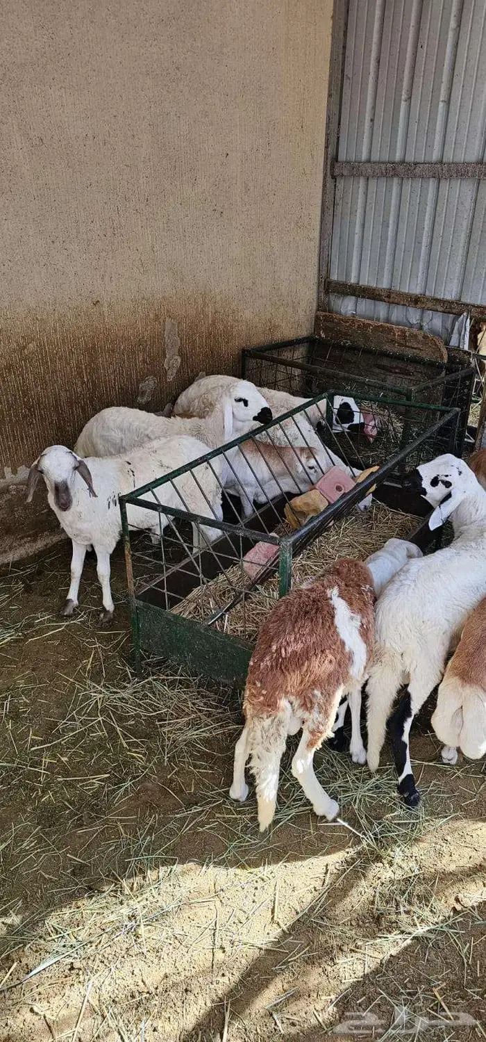 سواكني جزعان مرابي اعمارها حول ال 8 شهور 5