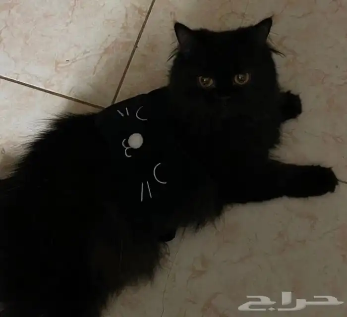 قطط للتبني 0