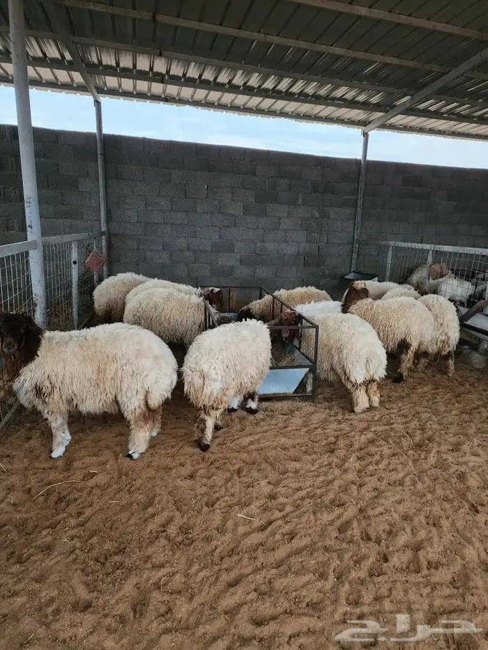 ذبايح نعيمي حري سواكني توجد الاسعار 3