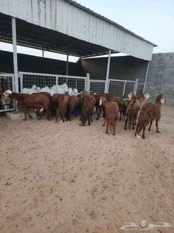 ذبايح نعيمي حري سواكني توجد الاسعار 14